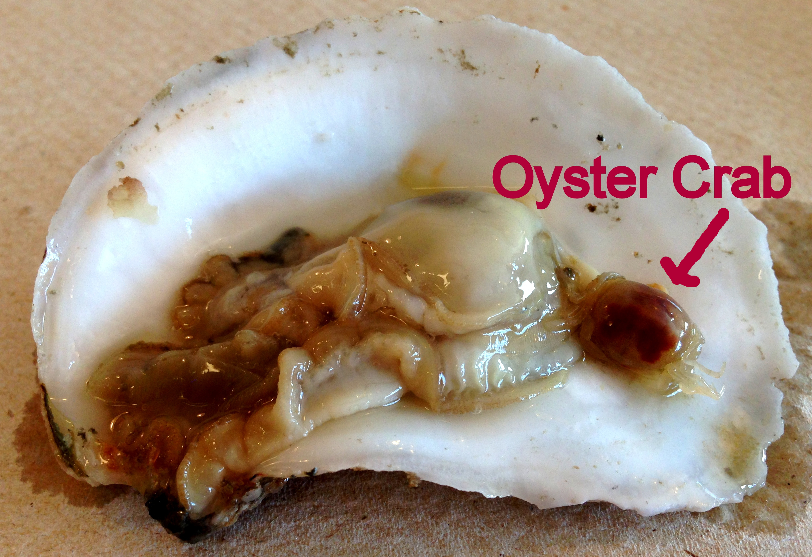 A live oyster crab inside a raw oyster's shell.