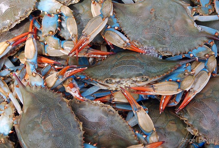 Crab Size Chart Nj